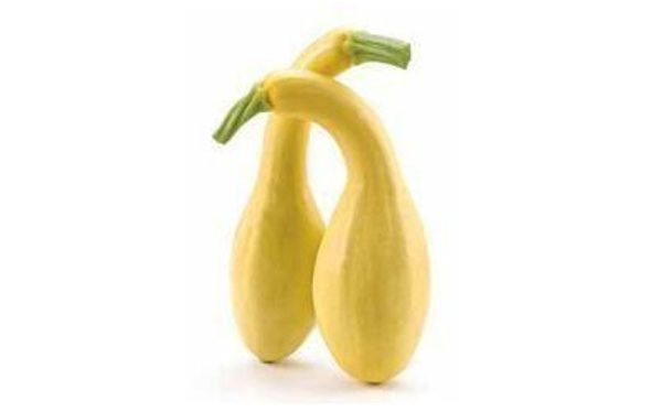 Yellow Crookneck Squash